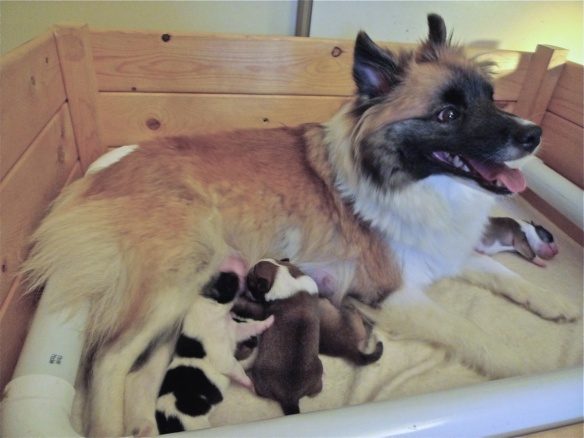 Soley with her 2009 litter