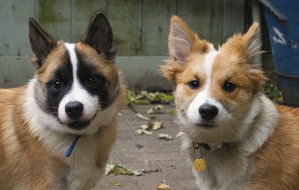 Viggo and Trek as pups